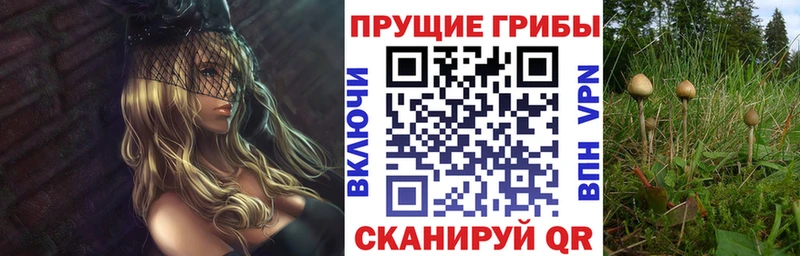 Псилоцибиновые грибы Cubensis  Купить где  Знаменск 